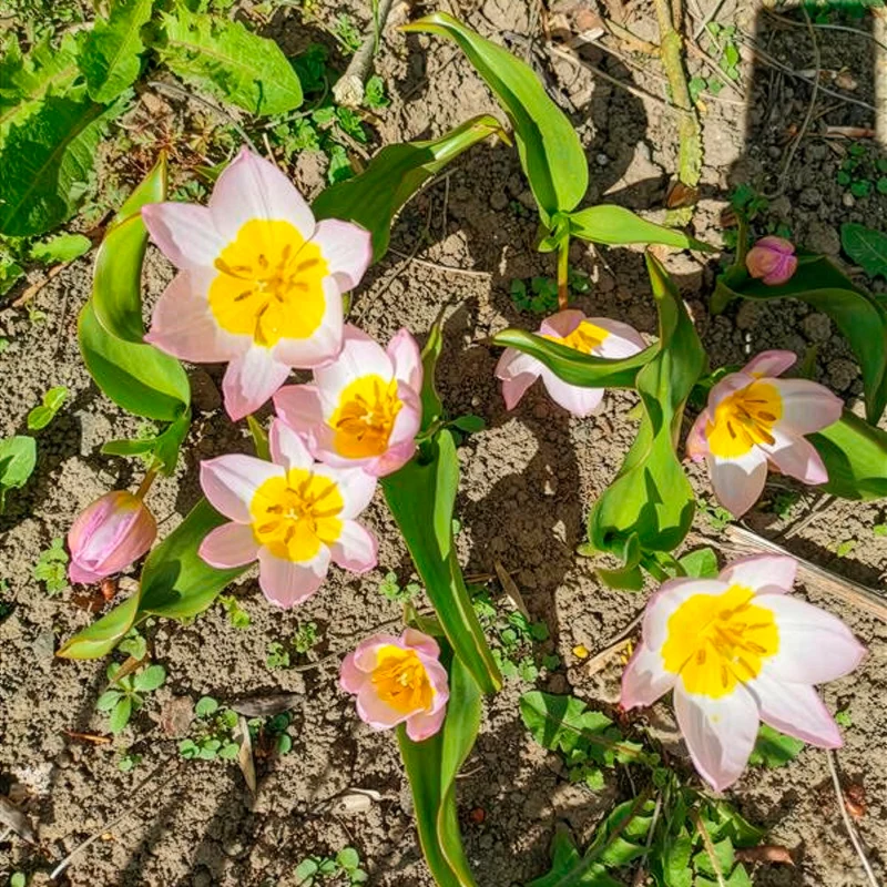 10 Tulipes botaniques Lilac Wonder