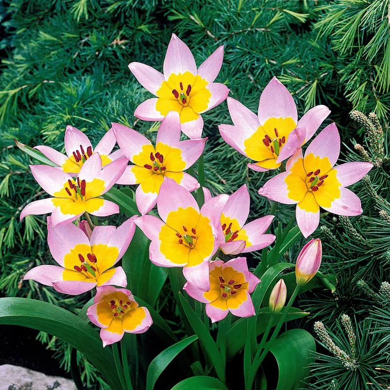 10 Tulipes botaniques Lilac Wonder