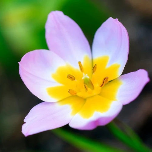 10 Tulipes botaniques Lilac Wonder