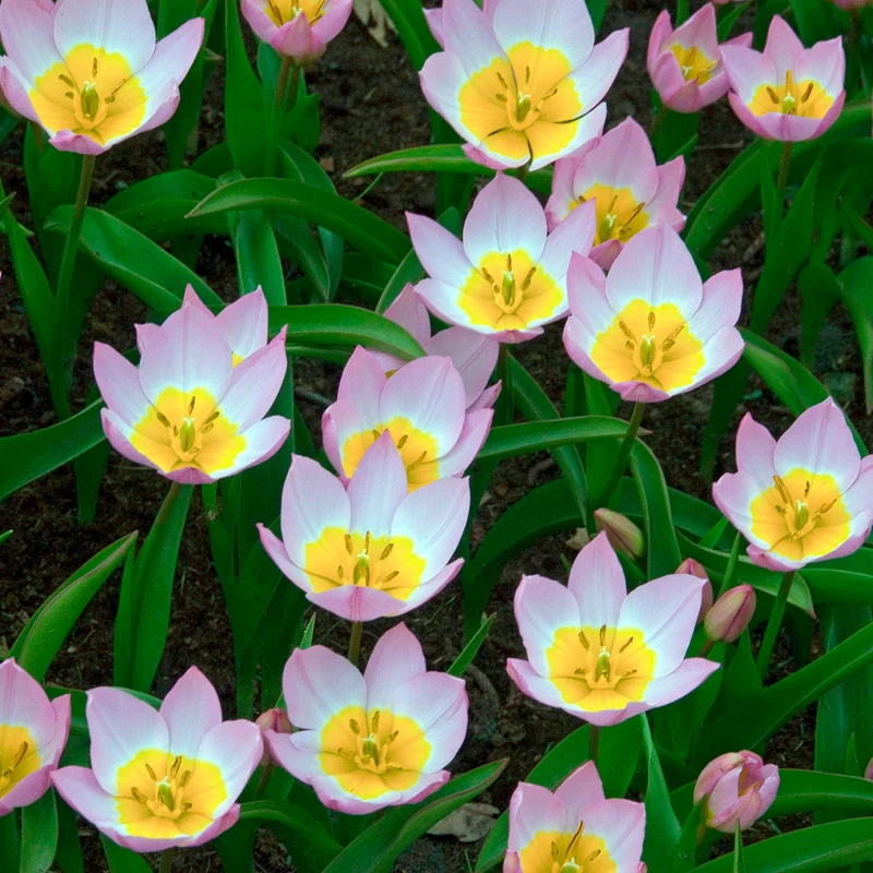 10 Tulipes botaniques Lilac Wonder