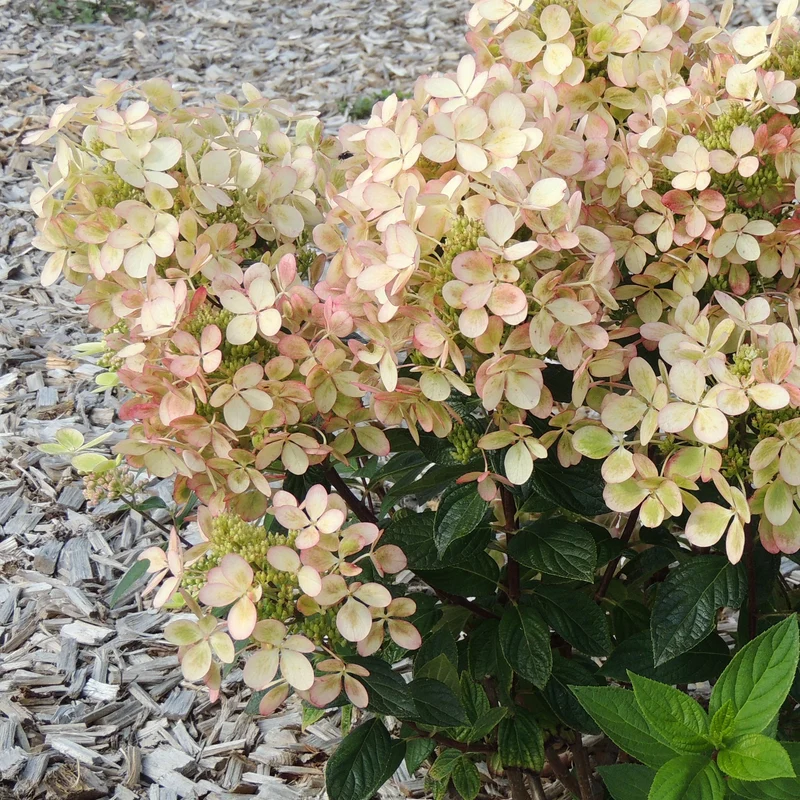 Hortensia paniculé PASTELGREEN® Renxolor