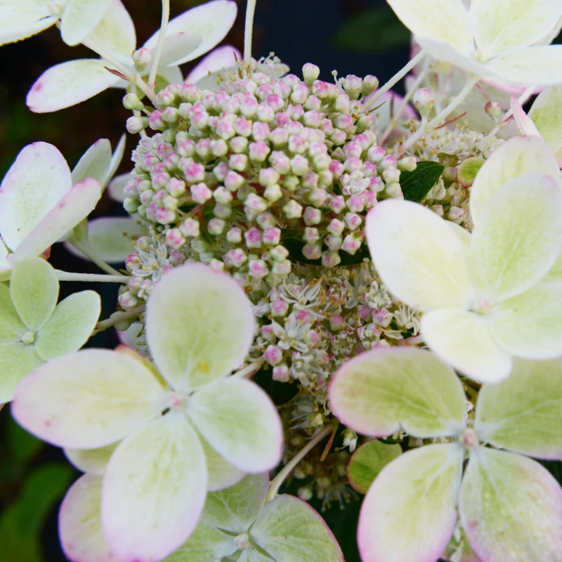 Hortensia paniculé PASTELGREEN® Renxolor