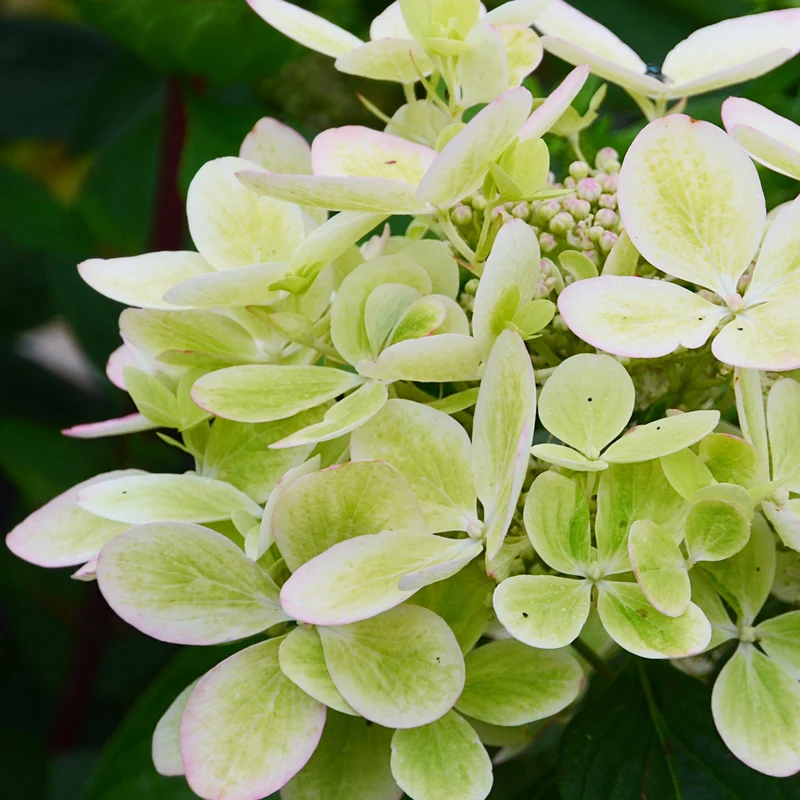 Hortensia paniculé PASTELGREEN® Renxolor