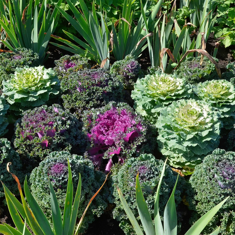 3 Choux décoratifs en mélange