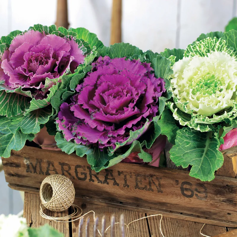 3 Choux décoratifs en mélange