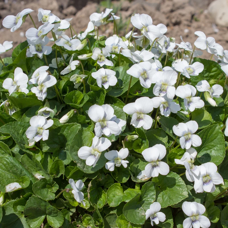 Violette odorante blanche