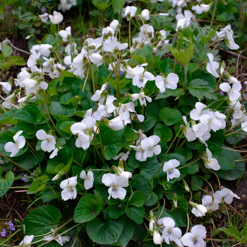 Violette odorante blanche