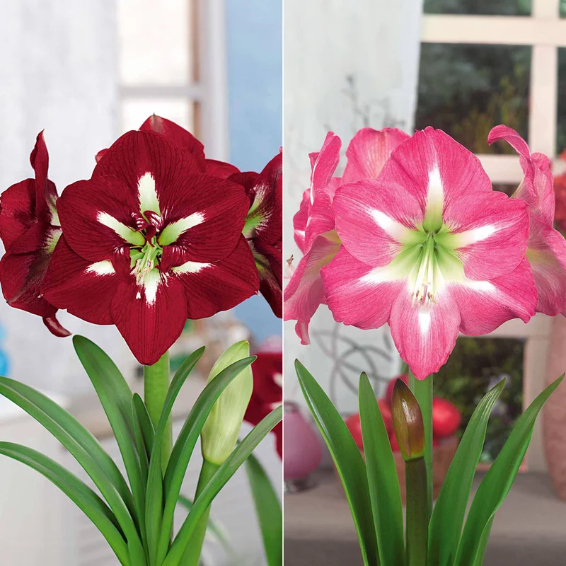 Collection de 2 Amaryllis géantes