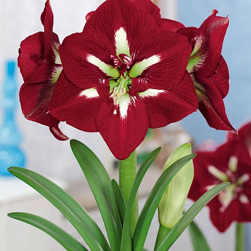 Collection de 2 Amaryllis géantes