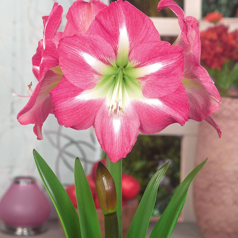Collection de 2 Amaryllis géantes