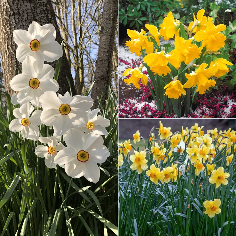 Collection de 30 Narcisses Fortune et Rijnveld Early Sensation