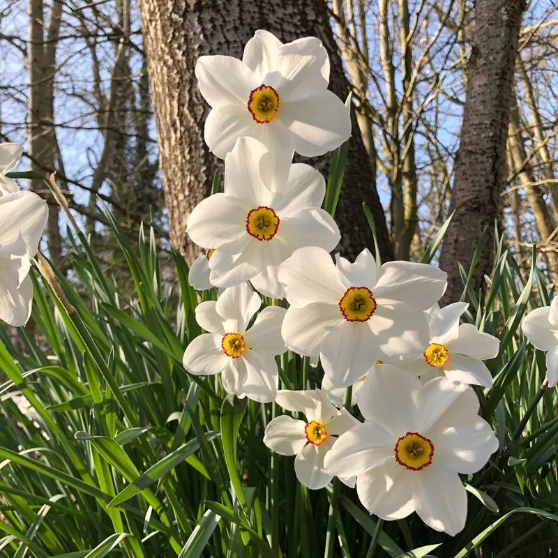 Collection de 30 Narcisses Fortune et Rijnveld Early Sensation
