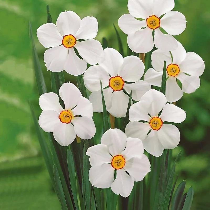Collection de 30 Narcisses Fortune et Rijnveld Early Sensation