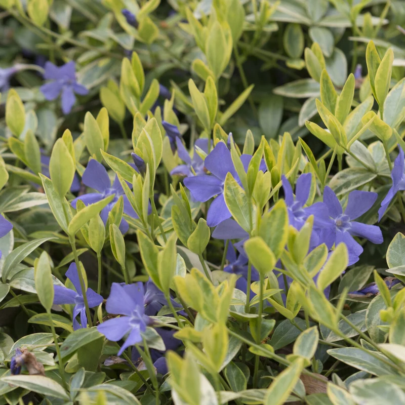 Petite pervenche Aureovariegata