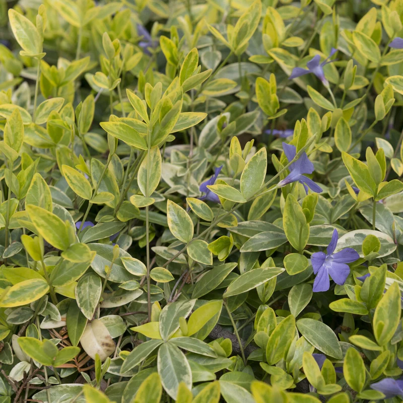 Petite pervenche Aureovariegata