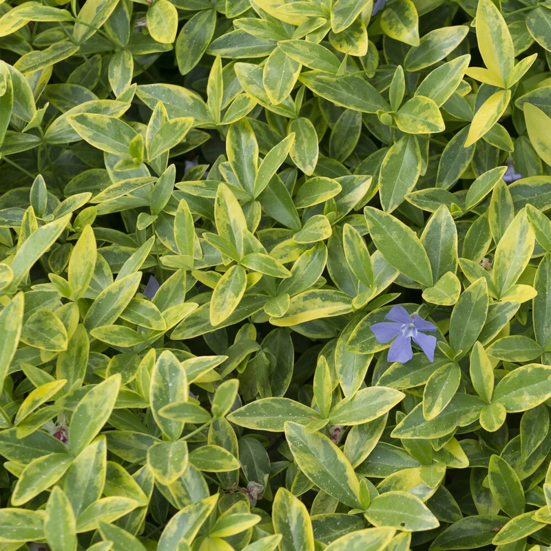 Petite pervenche Aureovariegata