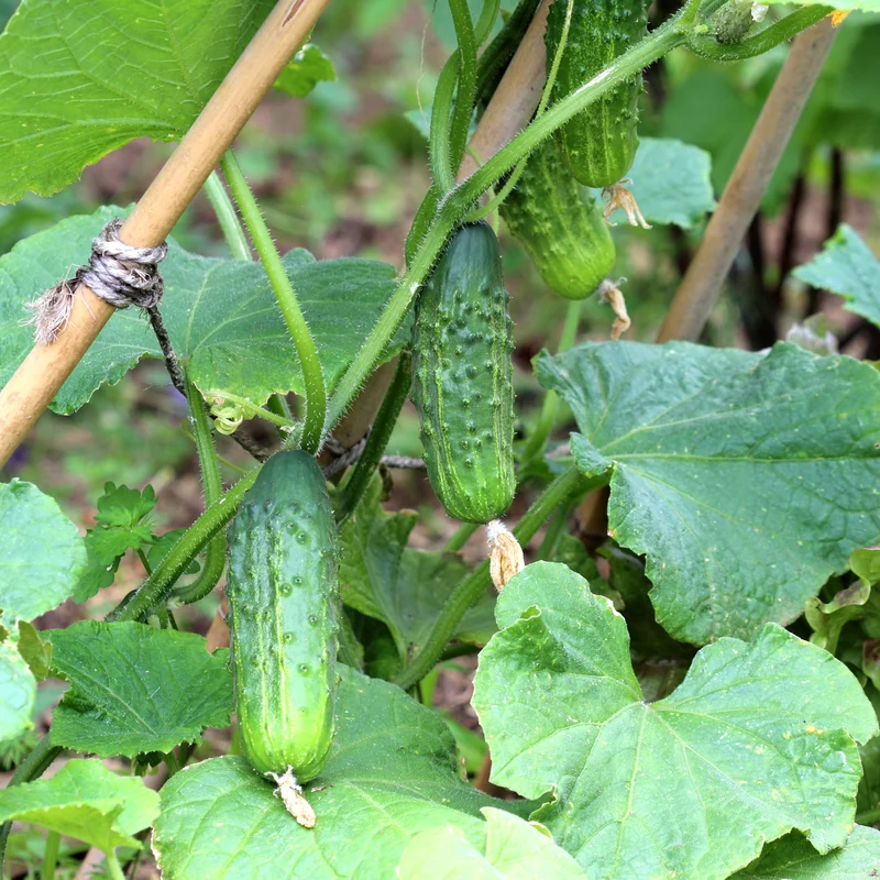 3 Plants de Cornichon Regal F1