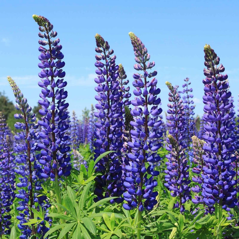 3 Lupins bleus
