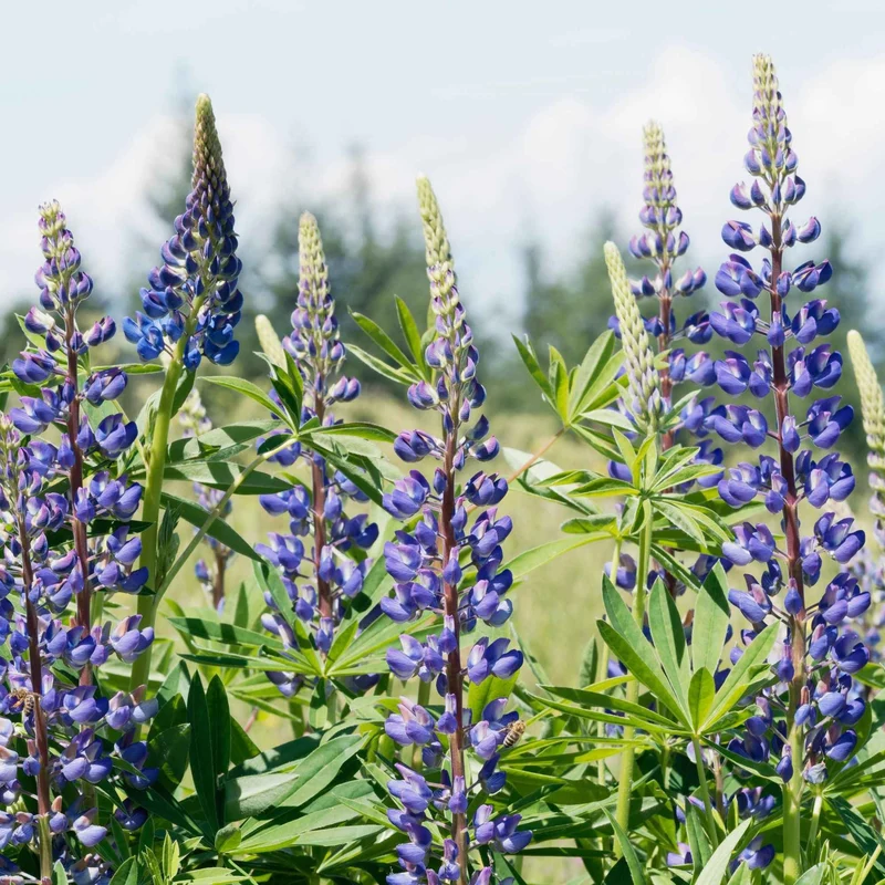 3 Lupins bleus