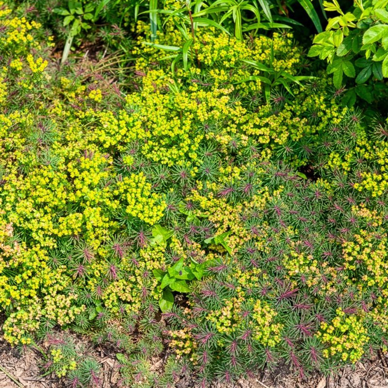 Euphorbe petit-cyprès Fens Ruby
