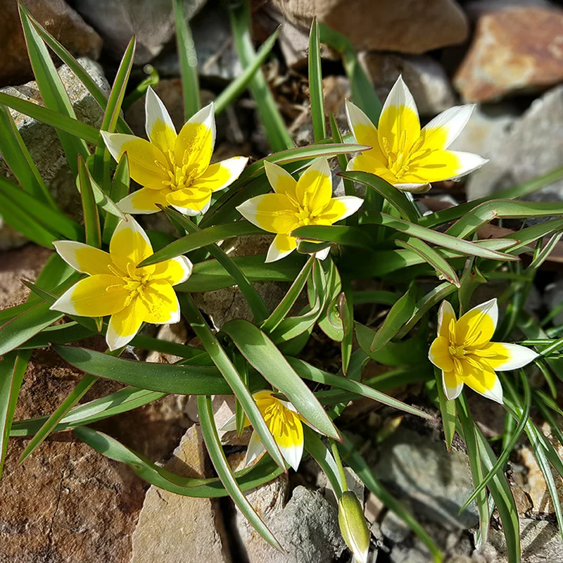 10 Tulipes botaniques Tarda