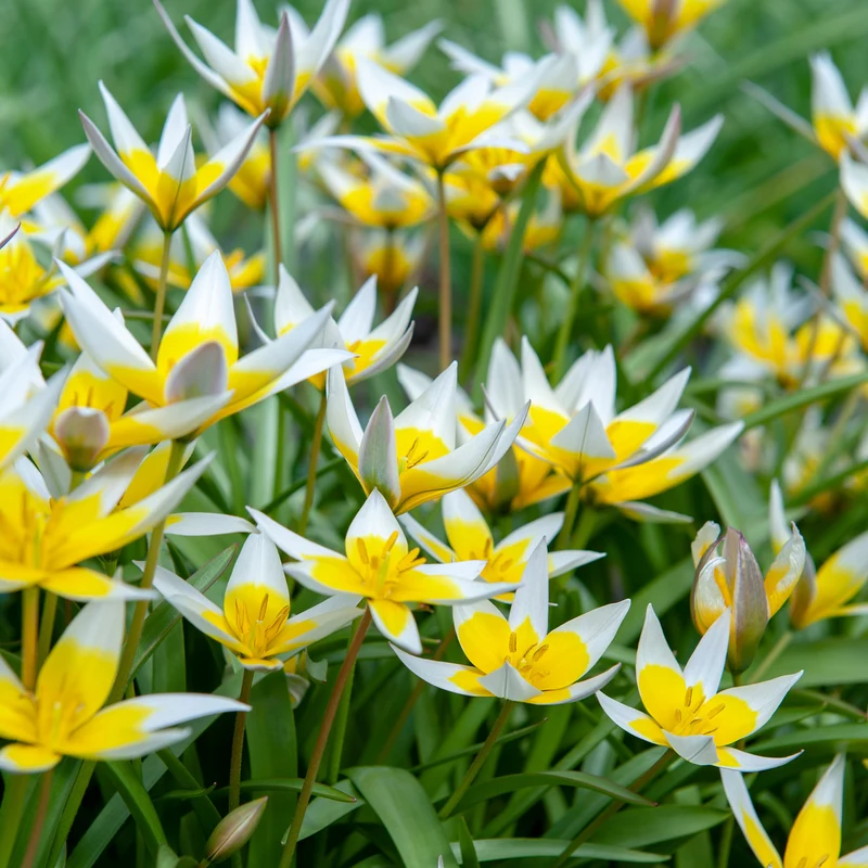 10 Tulipes botaniques Tarda