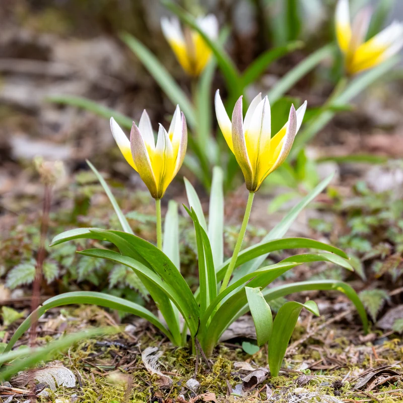 10 Tulipes botaniques Tarda