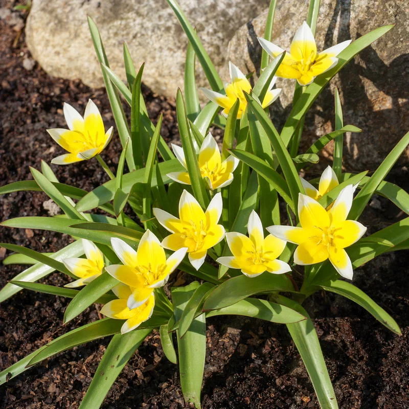 10 Tulipes botaniques Tarda