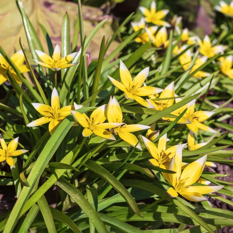 10 Tulipes botaniques Tarda