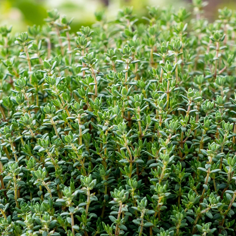 Plant de Thym commun