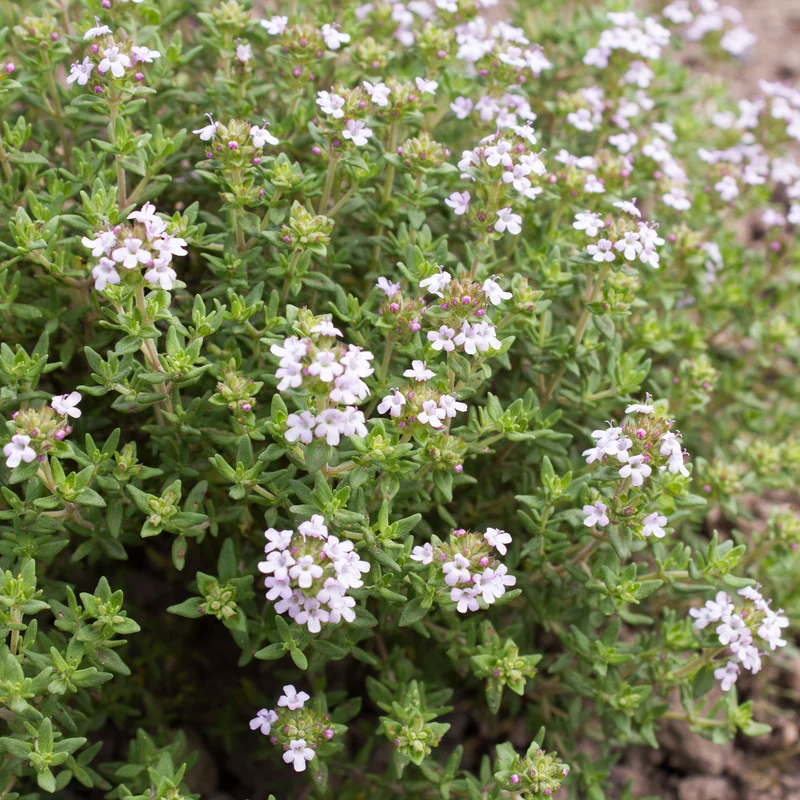 Plant de Thym commun