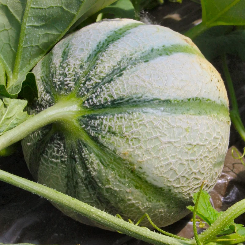 3 Plants de Melon Cezanne F1