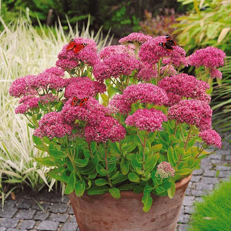 Sedum spectabile - Orpin d'automne