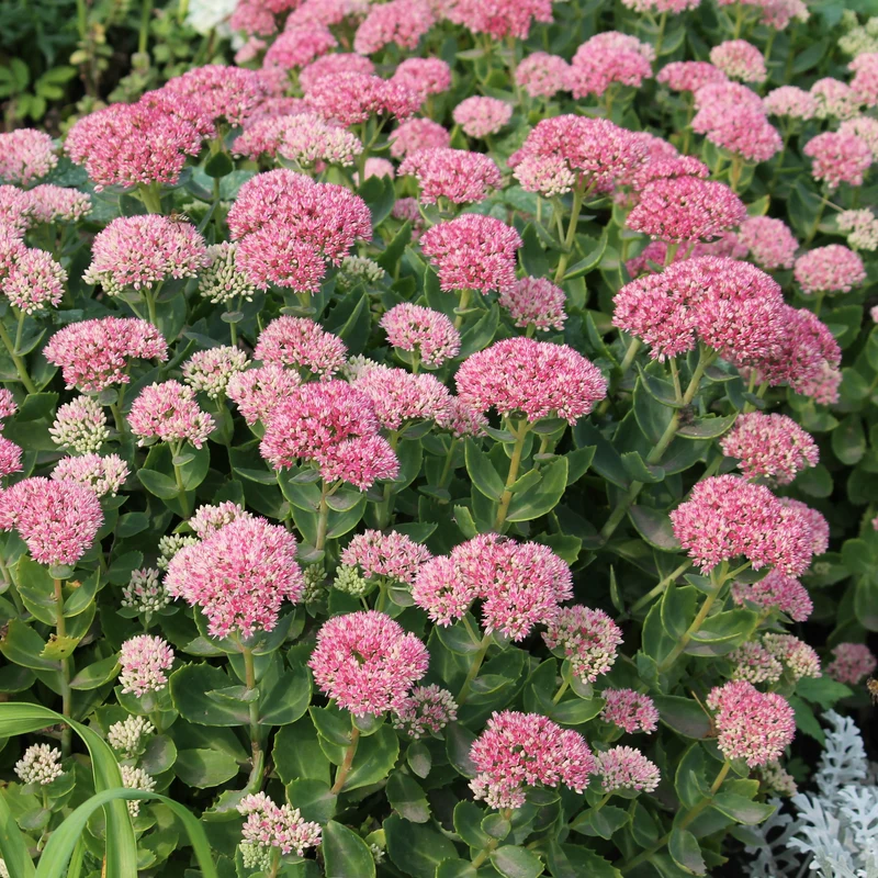 Sedum spectabile - Orpin d'automne