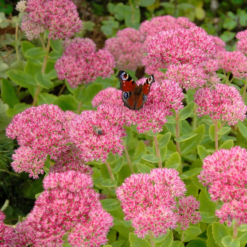 Sedum spectabile - Orpin d'automne