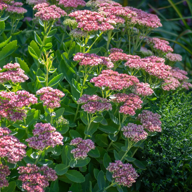 Sedum spectabile - Orpin d'automne