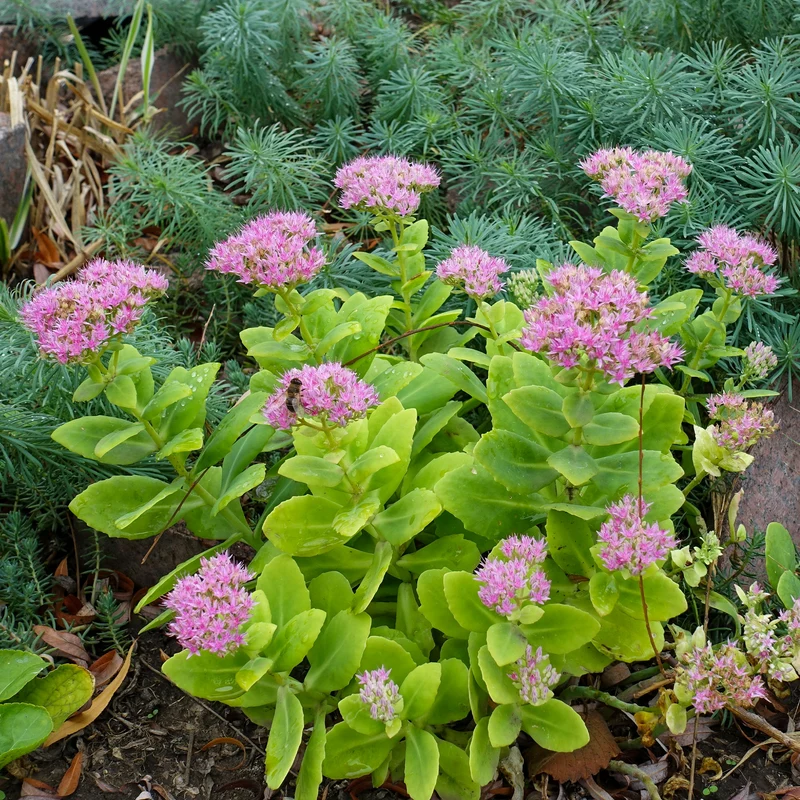 Sedum spectabile - Orpin d'automne