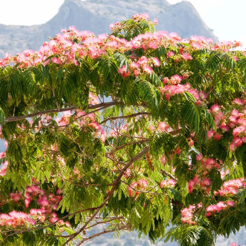 Arbre à soie rose