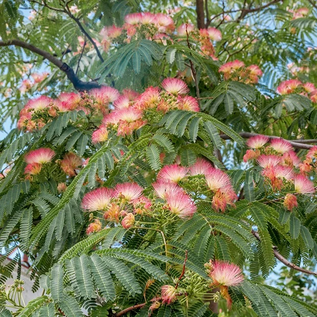 Arbre à soie rose