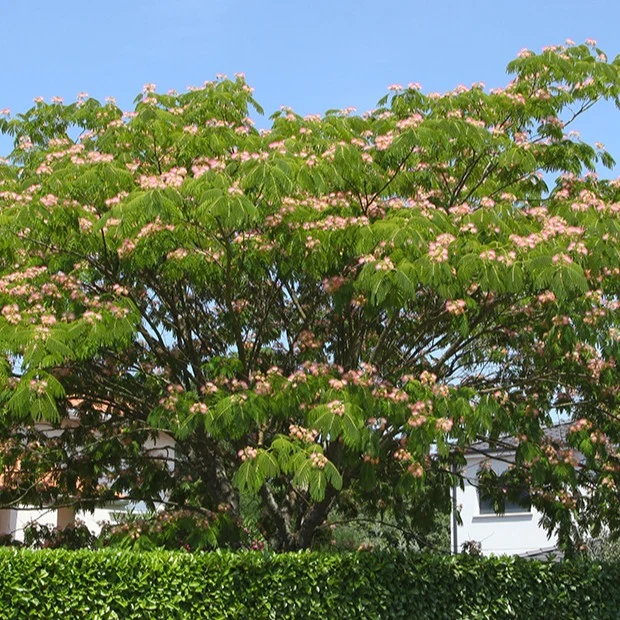 Arbre à soie rose