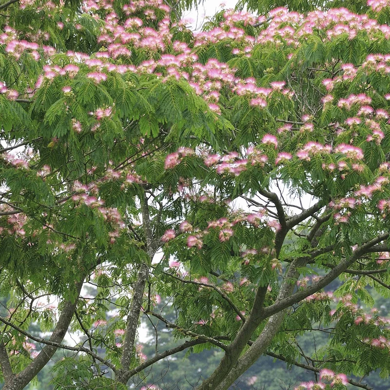 Arbre à soie rose
