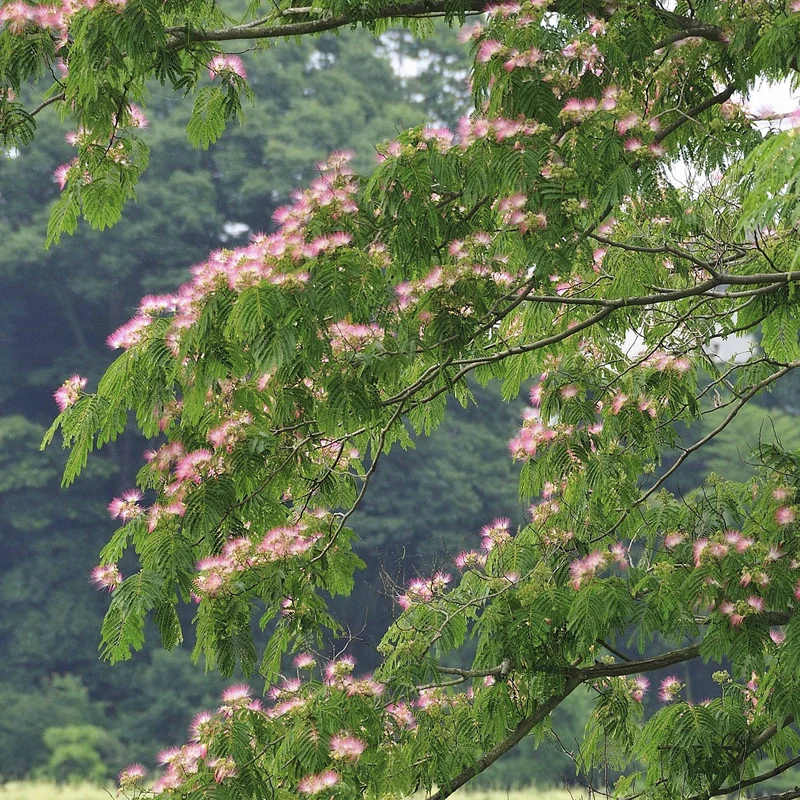 Arbre à soie rose