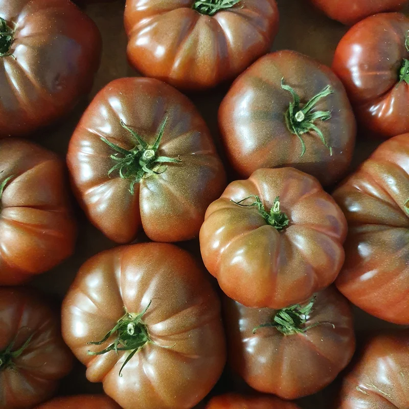 3 Plants de Tomate Noire de Crimée