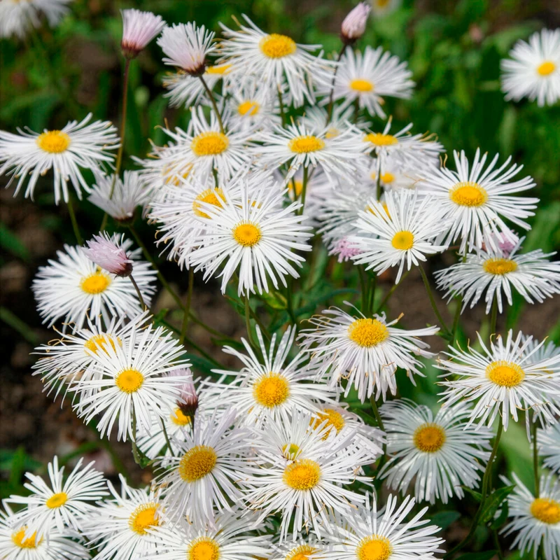 Vergerette Sommerneuschnee - Erigeron