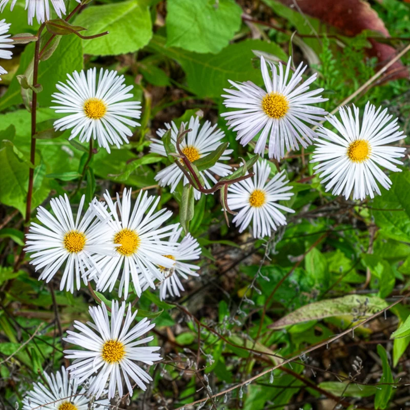 Vergerette Sommerneuschnee - Erigeron