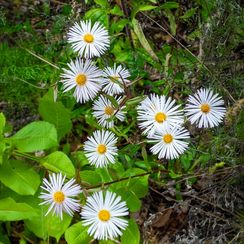 Vergerette Sommerneuschnee - Erigeron