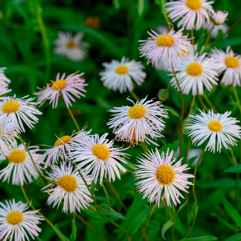 Vergerette Sommerneuschnee - Erigeron
