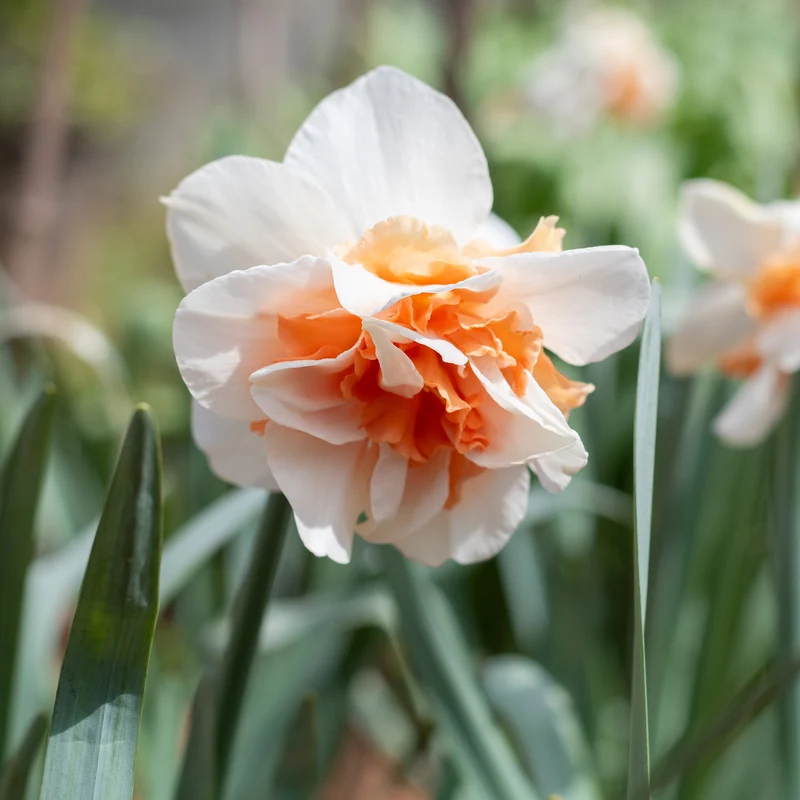 10 Narcisses à fleurs doubles doubles Delnashaugh