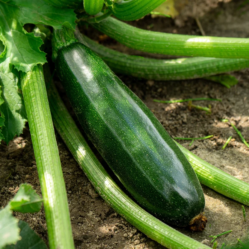 3 Plants de Courgette Tarmino F1