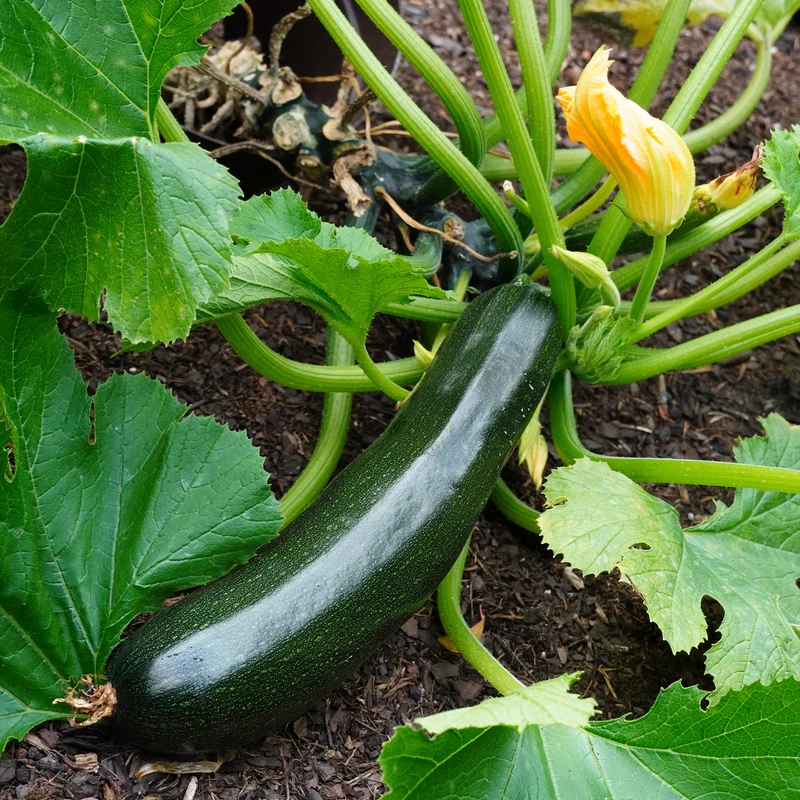 3 Plants de Courgette Tarmino F1